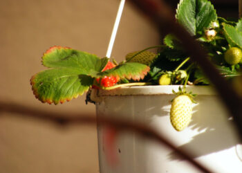 Kuo naikinti braškių kenkėjus