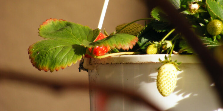 Kuo naikinti braškių kenkėjus