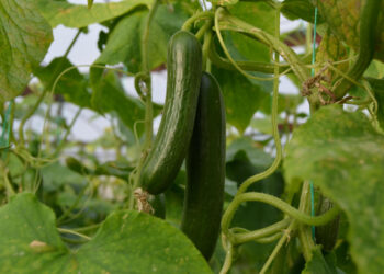 Agurkų purškimas pienu