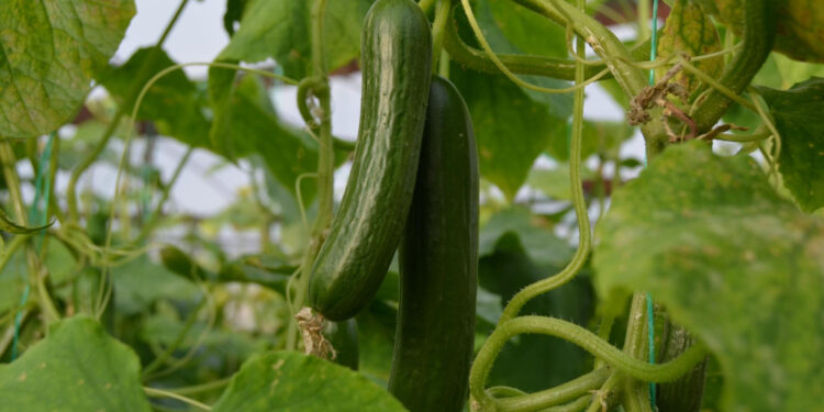 Agurkų purškimas pienu