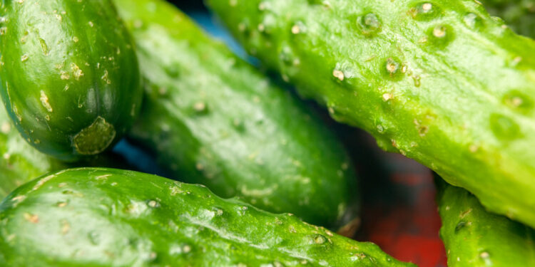 TOP 7 geriausi savidulkiai agurkai