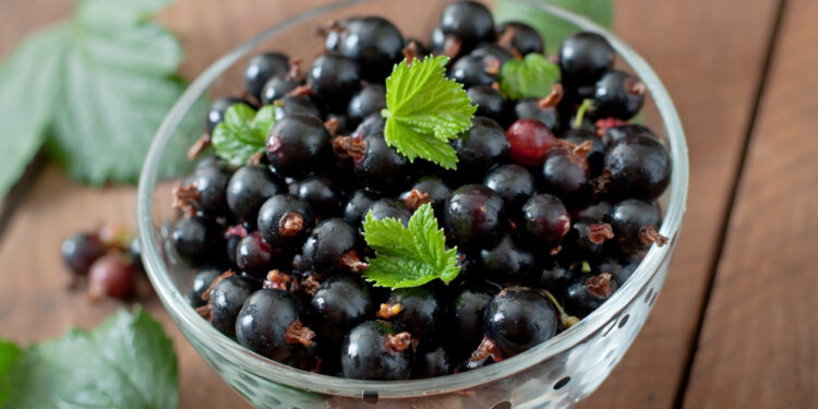 Juodųjų serbentų tręšimas rudenį