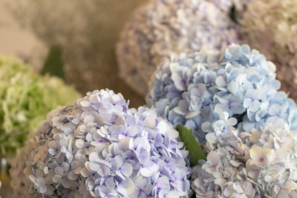 Skirtingų hortenzijų veislių specifika