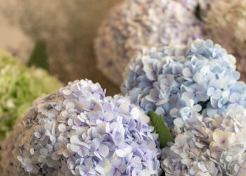 Hortenzijų priežiūra pavasarį