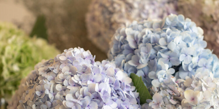 Hortenzijų priežiūra pavasarį