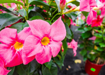 Kada geriausia persodinti Sundaville ir kaip tai padaryti?