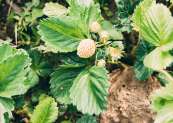 rudeninis braškių tręšimas