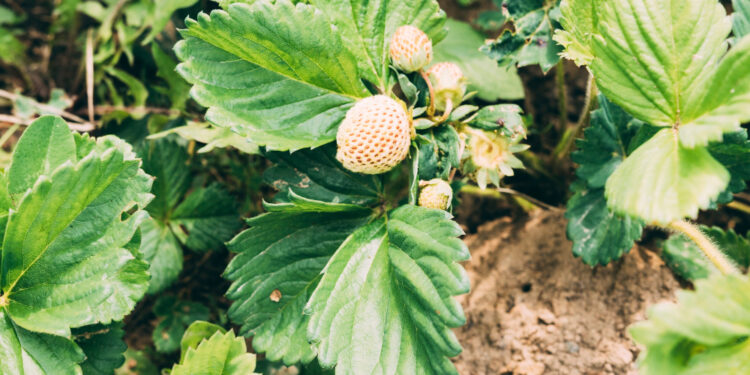 rudeninis braškių tręšimas
