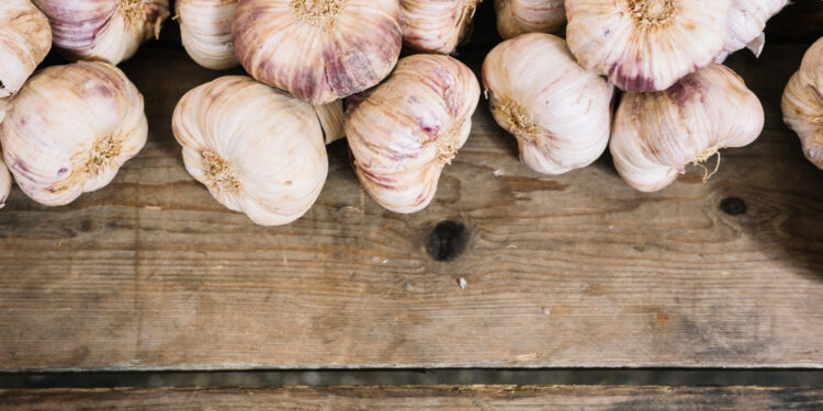 Žieminių česnakų nuėmimas