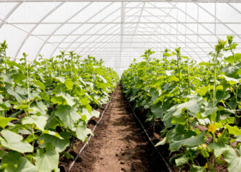 Agurkų laistymas šiltnamyje