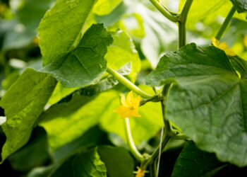 Derlingiausi lauko agurkai