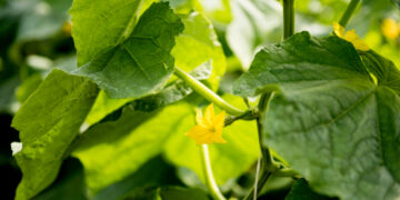 Derlingiausi lauko agurkai