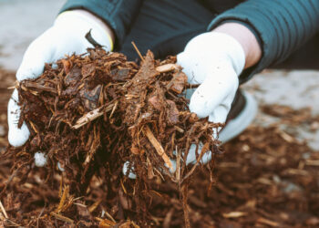 Šilauogių mulčiavimas