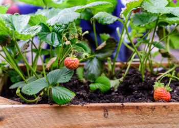 Braškių tręšimas