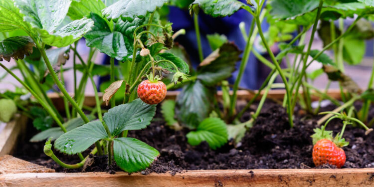 Braškių tręšimas