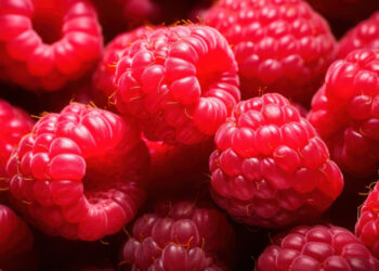 Naujausios ir populiariausios aviečių veislės