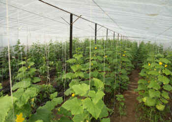 ko trūksta agurkams