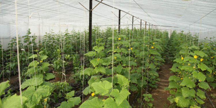 ko trūksta agurkams