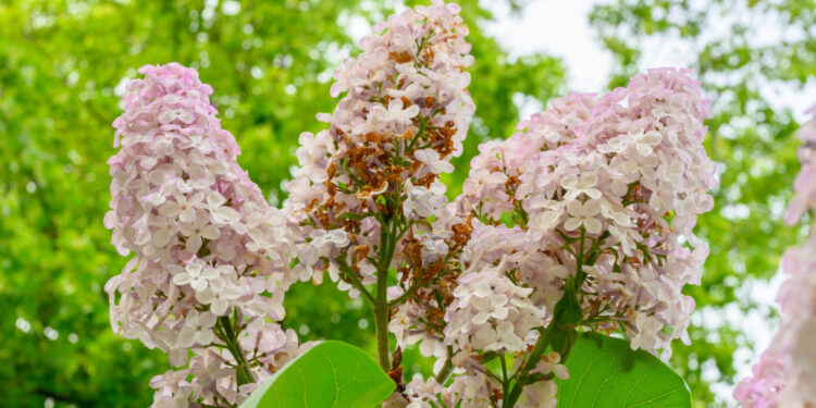 Kada geriausias laikas ir kaip genėti šluotelines hortenzijas?