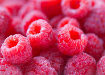 Remontantinių aviečių tręšimas