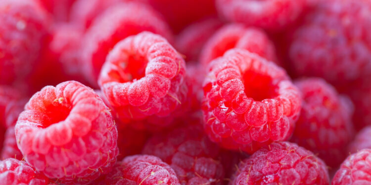 Remontantinių aviečių tręšimas