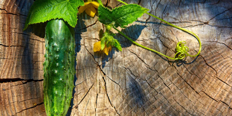 Agurkas tai vaisius ar daržovė