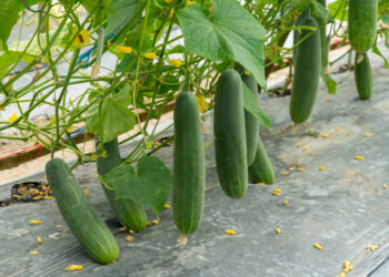 Agurkų tręšimas mielėmis