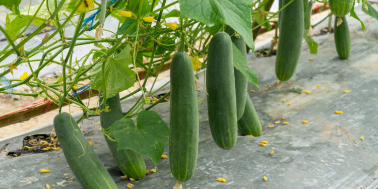 Agurkų tręšimas mielėmis