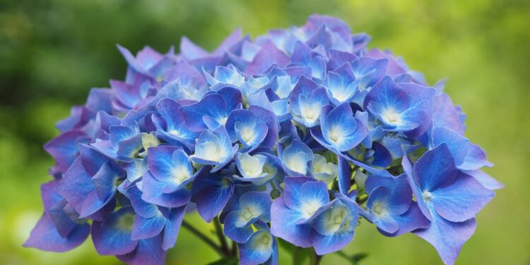 Kaip padaryti, kad hortenzijos būtų mėlynos?