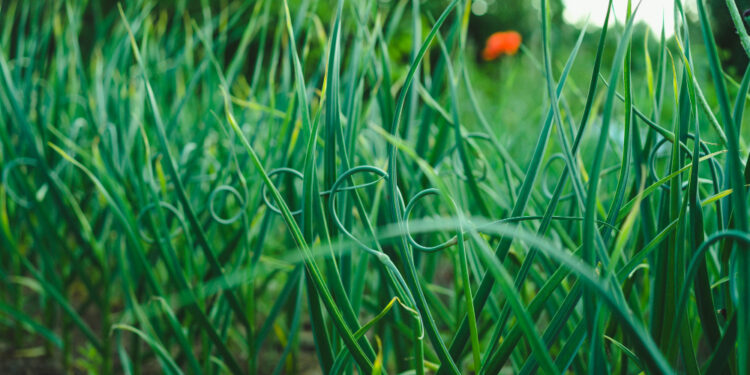 Česnakų sodinimo kalendorius 2026