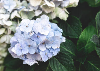 Didžialapės hortenzijos paruošimas žiemai