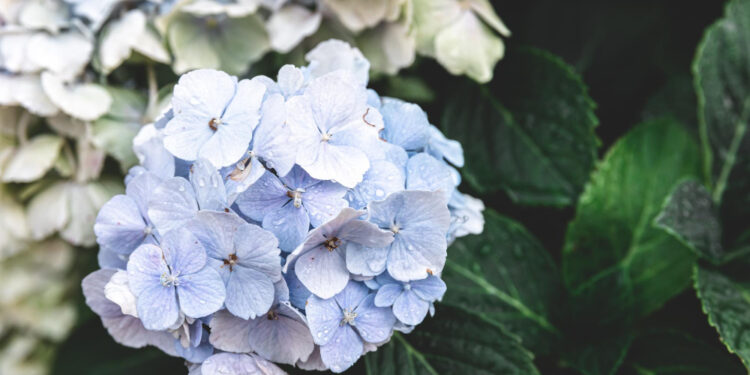 Didžialapės hortenzijos paruošimas žiemai
