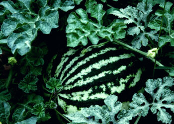 Geriausios arbūzų sėklos, tinkamos auginti Lietuvoje