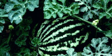 Geriausios arbūzų sėklos, tinkamos auginti Lietuvoje