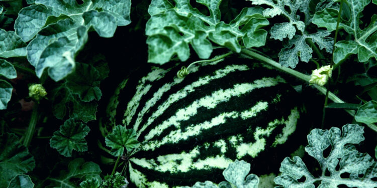 Geriausios arbūzų sėklos, tinkamos auginti Lietuvoje