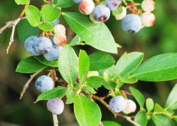 Geriausios šilauogių veislės