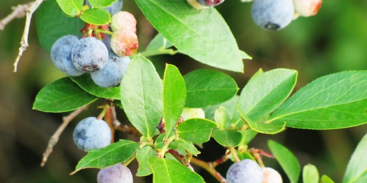 Geriausios šilauogių veislės