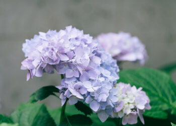 Kada galima ir reikėtų persodinti hortenzijas apie visas veisles