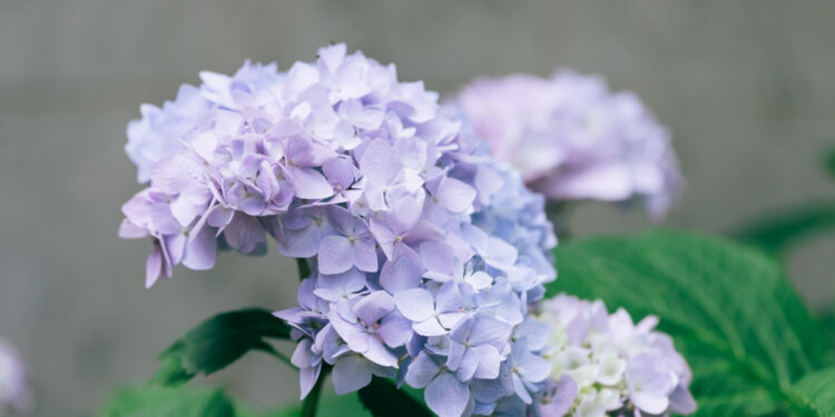 Kada galima ir reikėtų persodinti hortenzijas apie visas veisles