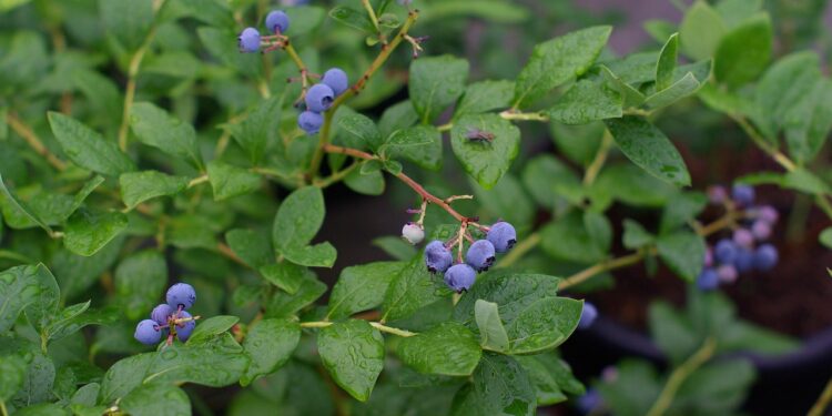 Kada sodinti šilauoges – rudenį ar pavasarį?