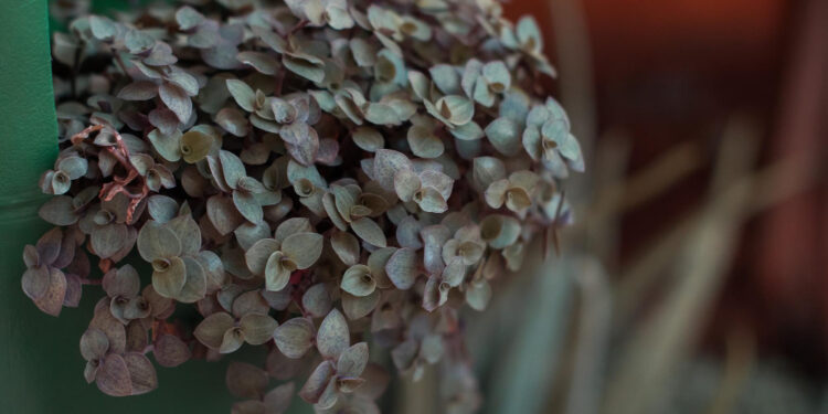 Kaip atgaivinti nuvytusias hortenzijas