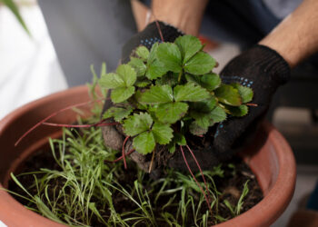 Kaip auginti braškes vazonuose