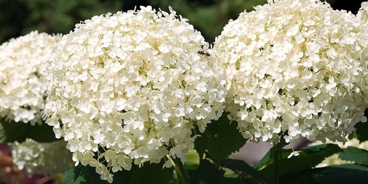 Kaip pamerkti hortenzijas, kad jos ilgiau džiugintų