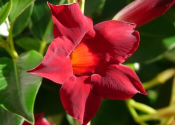 Kodėl Sundaville meta lapus