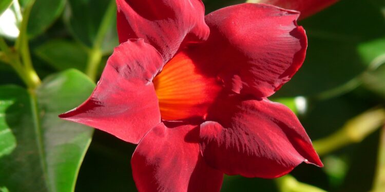 Kodėl Sundaville meta lapus