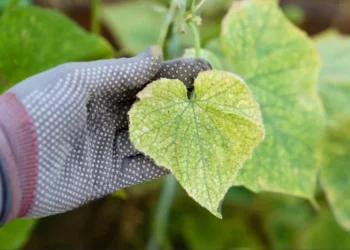 Kodėl gelsta agurkų lapai, kokia tai liga ir ką daryti