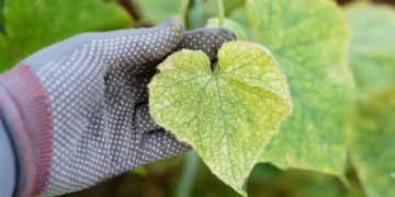 Kodėl gelsta agurkų lapai, kokia tai liga ir ką daryti
