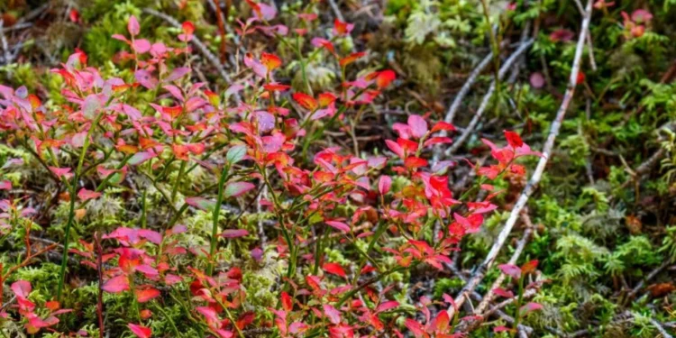 Kodėl raudonuoja šilauogių lapai?