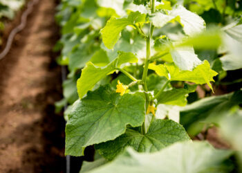 Natūralios trąšos agurkams