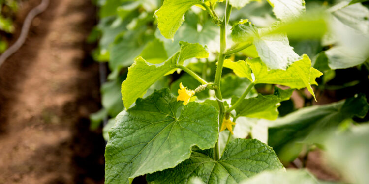 Natūralios trąšos agurkams